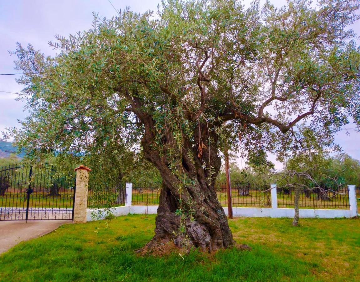 Villa Calypso Skala Rachoni  エクステリア 写真